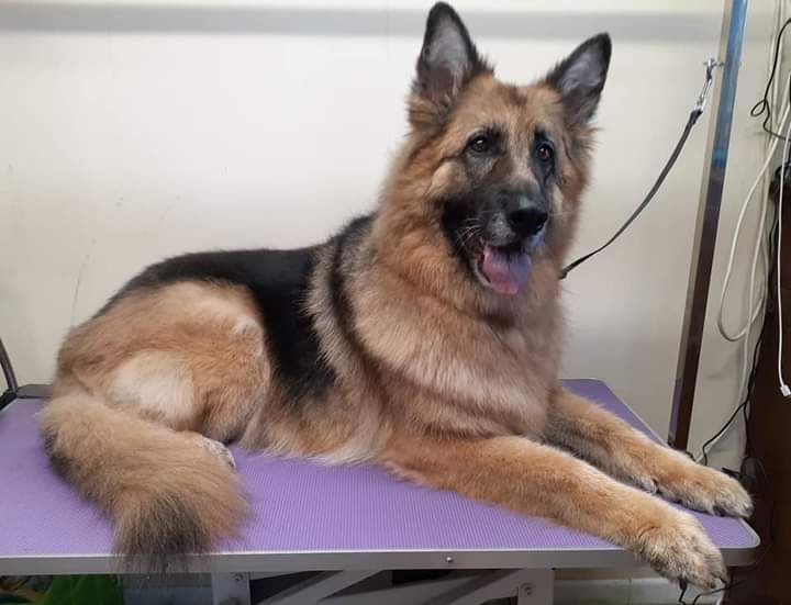 nifty dog grooming