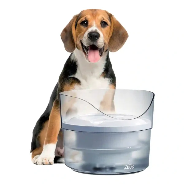 Beagle with water fountain dispenser