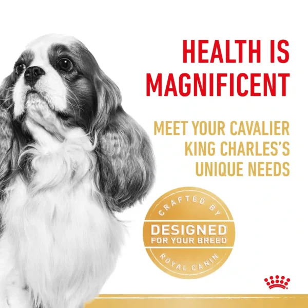 Cavalier King Charles health and nutrition needs.
