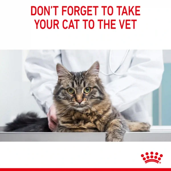 Cat at the vet for check-up appointment