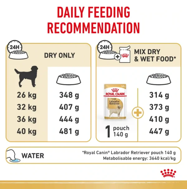 Labrador Retriever feeding guide: dry, mixed food options.