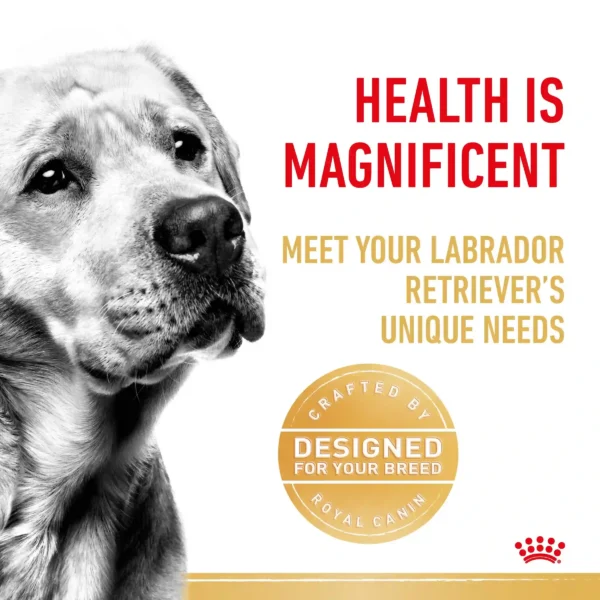 Labrador Retriever, health-focused dog food ad