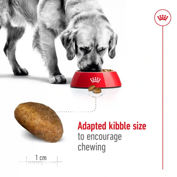 Dog eating from red bowl, adapted kibble size.