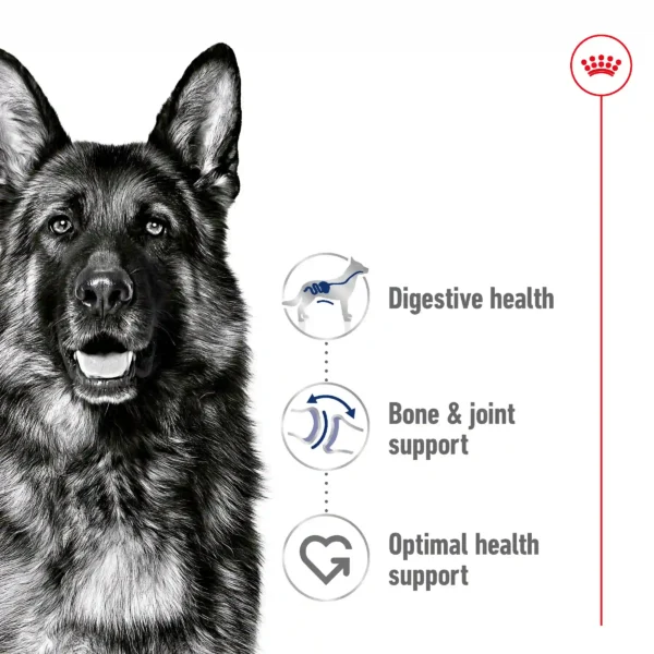 German Shepherd with digestive, joint, health support benefits.