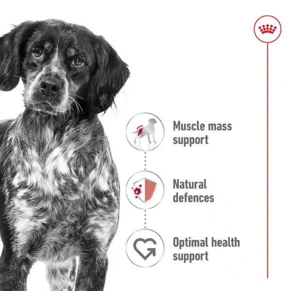 Dog benefits: muscle, immunity, health support.